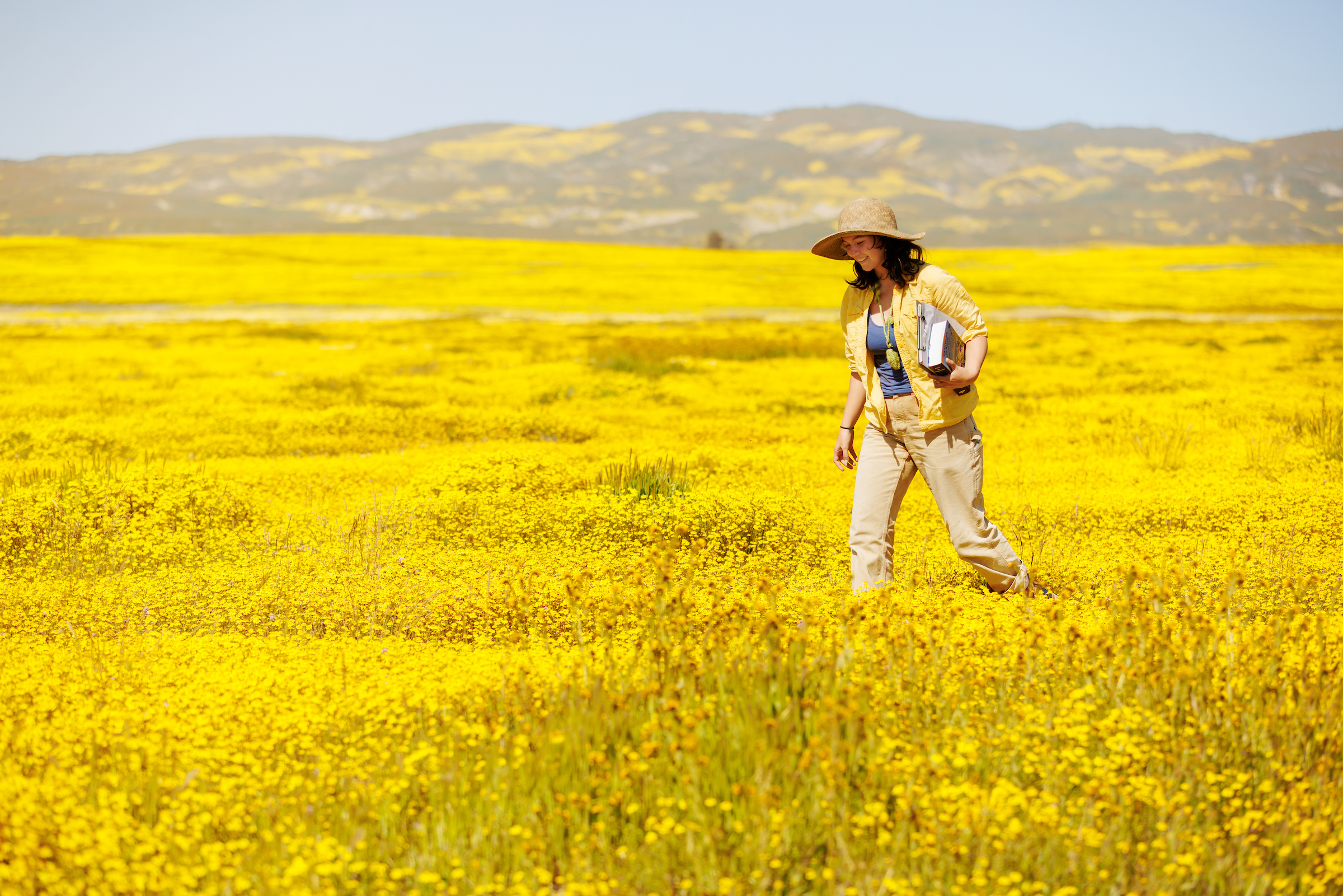 A student walks through a field of yellow flowers on the Carrizo Plain. In the background, mountains are painted with splashes of yellow and purple wildflowers.